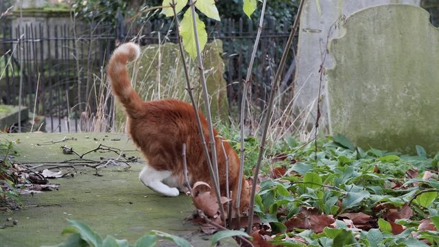 Ginger Cat walks through a beautiful overgrown graveyard