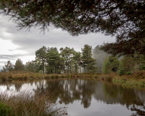 Fototapeta na wymiar reflection of trees in water with fog