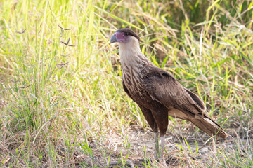 Northern Crested Caracara (Caracara cheriway)