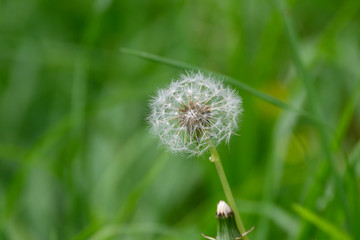 Close up of a beautiful Dandelion flower on a green meadow