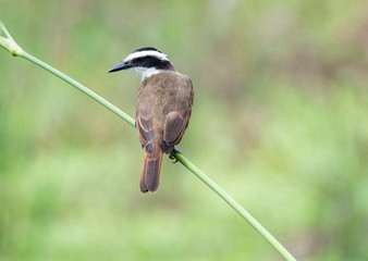  Great Kiskadee (Pitangus sulphuratus)