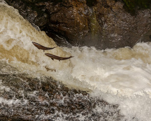 salmon leaping over waterfall