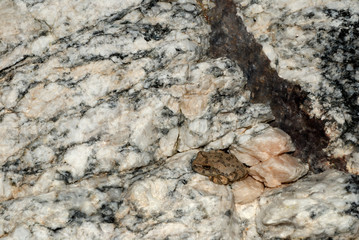 Camoflauged Toad -01
