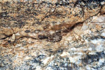 Camoflauged Toad -02