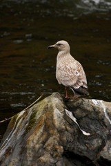 Gull on Stone