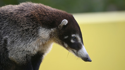 Close up view of a Coati, also known as coatimundis,  near Boquete, Panama.