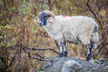 Scotland, Outer Hebrides, Lewis and Harris, Beautiful view of island, Scottish sheep in field