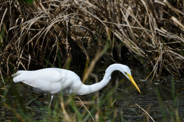 Great Egret (Ardea alba)