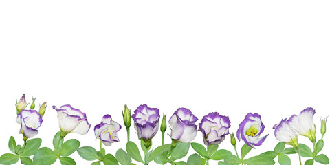 Horizontal border with blue rim eustoma plants in bloom isolated on white