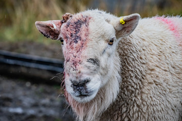 Scottish sheep in field