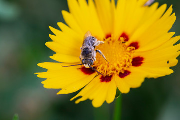 Bee on a coreopsis flower