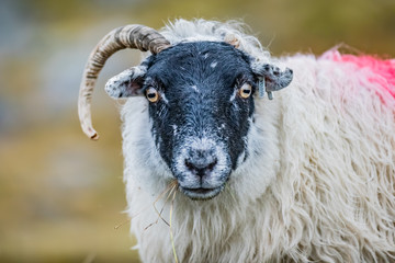 Scotland, Outer Hebrides, Lewis and Harris, Beautiful view of island, Scottish sheep in field