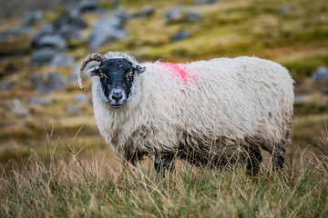 Obraz premium Scottish sheep in field