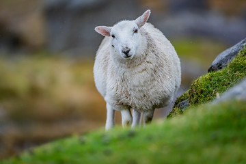 Naklejka na ściany i meble Scottish sheep in field