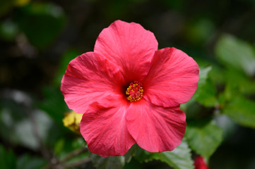 close up view of a beautiful pink red hibiscus flower with a green background