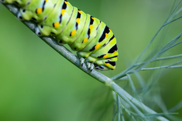 Closeup of a swallowtail butterfly caterpillar