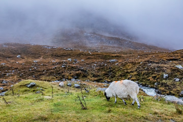 Scotland, Outer Hebrides, Lewis and Harris, Beautiful view of island, Scottish sheep in field