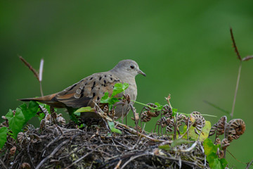 Ruddy Ground Dove (Columbina talpacoti)