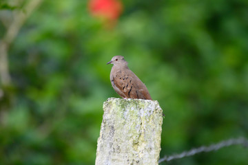 Ruddy Ground Dove (Columbina talpacoti)