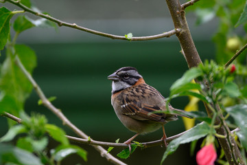  Rufous-collared Sparrow or Andean Sparrow (Zonotrichia capensis)
