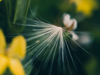 closeup of dandelion