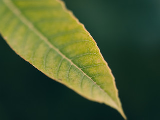 green leaf
