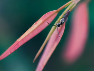 Insect on a leaf
