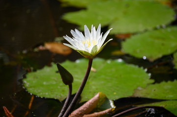 View of a beautiful white waterlily in a pond