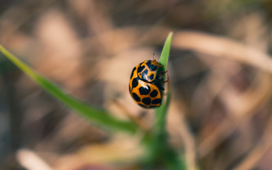 ladybird on a leaf
