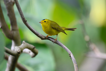 Obraz premium Wilson's Warbler (Cardellina pusilla)