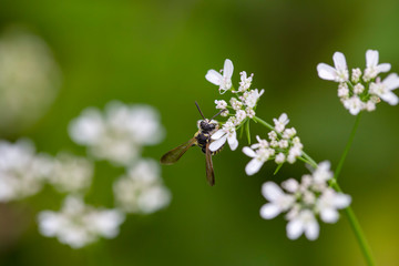 Bee on white flowers