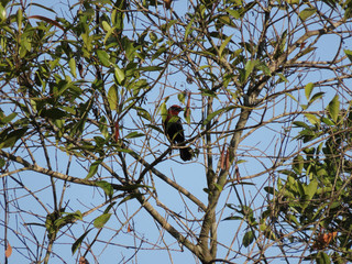 Bird over tree branches. Bird free in nature