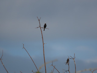 Bird over tree branches. Bird free in nature