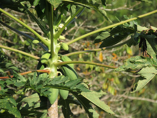 Papaya tree lit by the afternoon sun