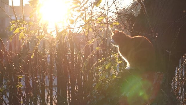 Ginger Cat sits on a gravestone in an overgrown graveyard on sunny winter's day