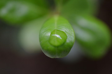 Fototapeta premium green leaves on black background