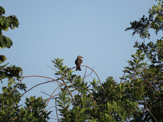 Bird over tree branches. Bird free in nature