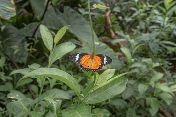 Butterfly on a leaf in the tropical garden