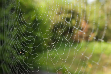 spider web with green background