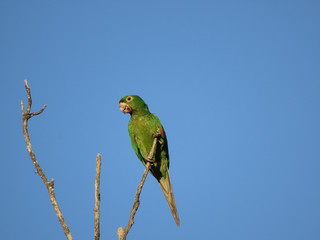 Green Macaw on dry branch with blue sky