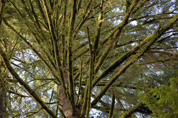 Port Moody Parks - 5