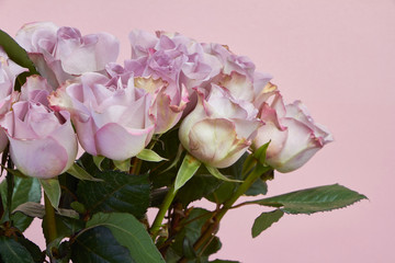 Bouquet of blooming pink roses on a pink background, greeting card or concept