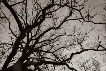 Tree tops of oak trees photographed from the ground in winter, tree tops in winter, bare oak trees, photographed from below, blue sky with small clouds, black and white photo