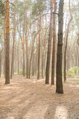 Foggy pine forest with sunshine