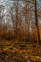 Obraz premium Walking in the forest in autumn