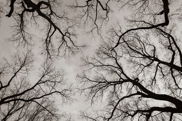 Tree tops of oak trees photographed from the ground in winter, tree tops in winter, bare oak trees, photographed from below, blue sky with small clouds, black and white photo