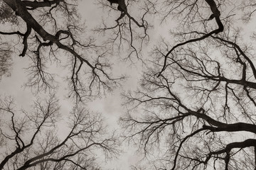 Tree tops of oak trees photographed from the ground in winter, tree tops in winter, bare oak trees, photographed from below, blue sky with small clouds, black and white photo