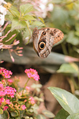 Farfalla