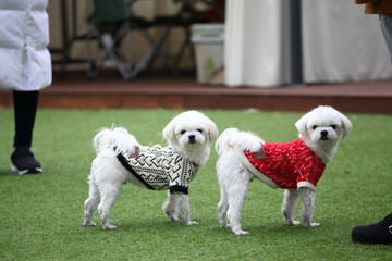 Happy puppies in a private playground