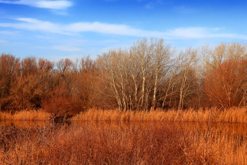Obraz na płótnie Canvas Pond in nature in autumn.